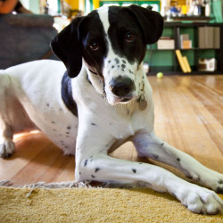 DogWatch of Santa Barbara, Santa Barbara, California | Indoor Pet Boundaries Contact Us Image