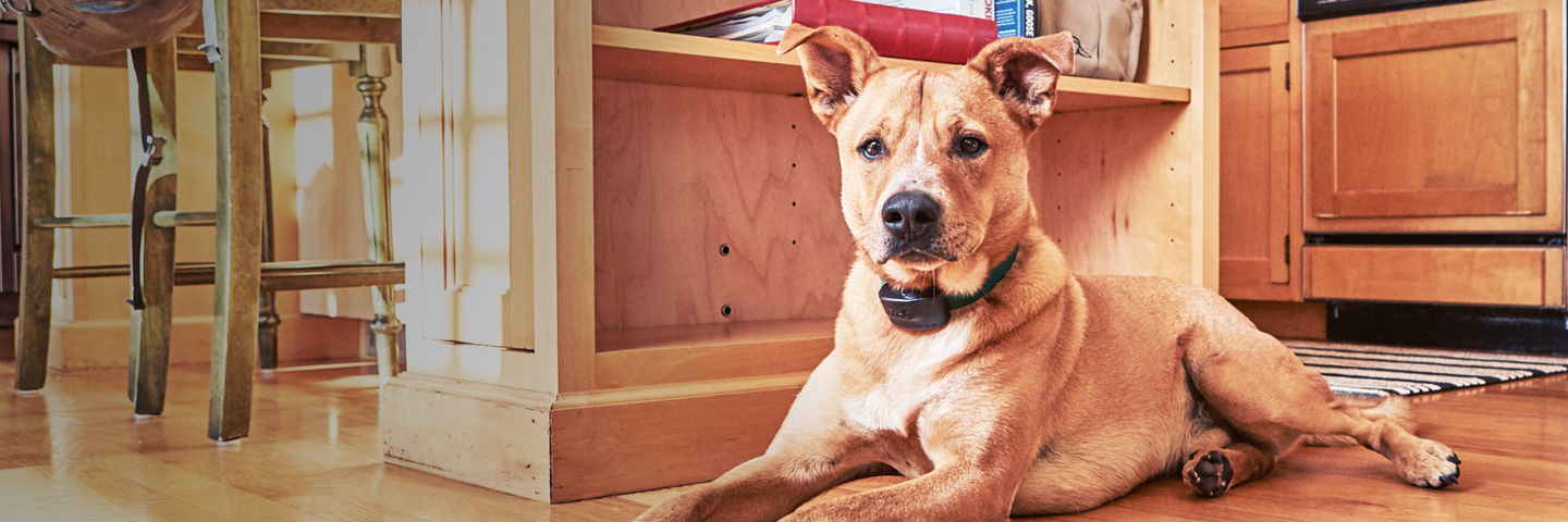 DogWatch of Santa Barbara, Santa Barbara, California | Indoor Pet Fences Slider Image