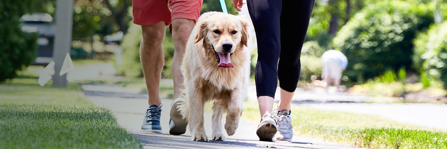 DogWatch of Santa Barbara, Santa Barbara, California | SideWalker Leash Trainer Slider Image