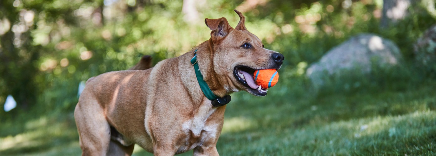 DogWatch of Santa Barbara, Santa Barbara, California | ProFenceX™ Slider Image